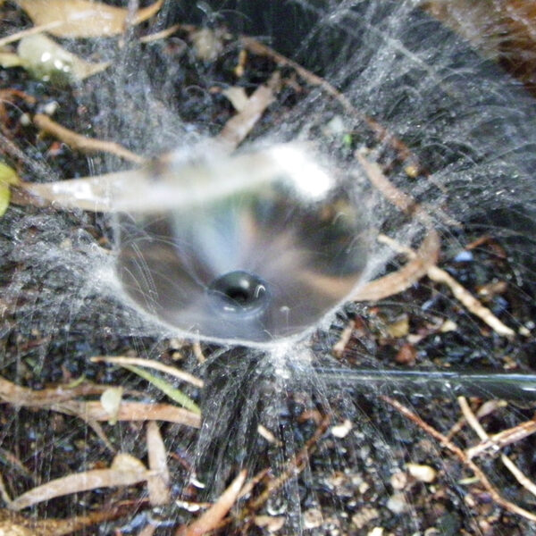 Individual Drip Irrigation
