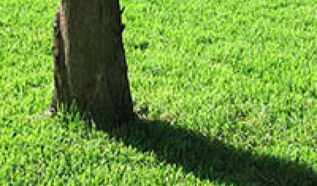 Subsurface Drip Irrigation