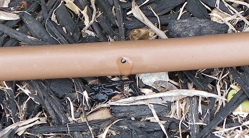 IMGP4552
