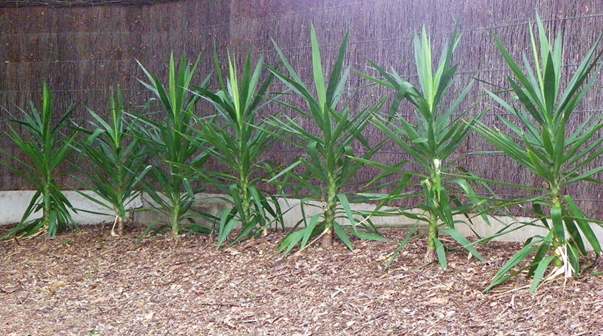 Automatic Irrigation-4