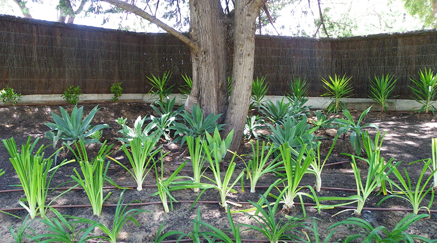 Automatic Irrigation-8